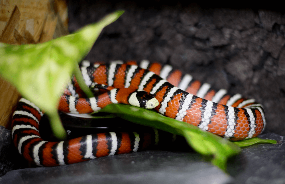 Coral Snake Vs King Snake