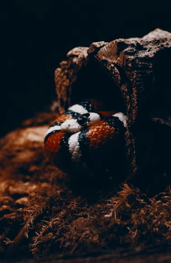 a king snake and a coral snake sitting next to each other