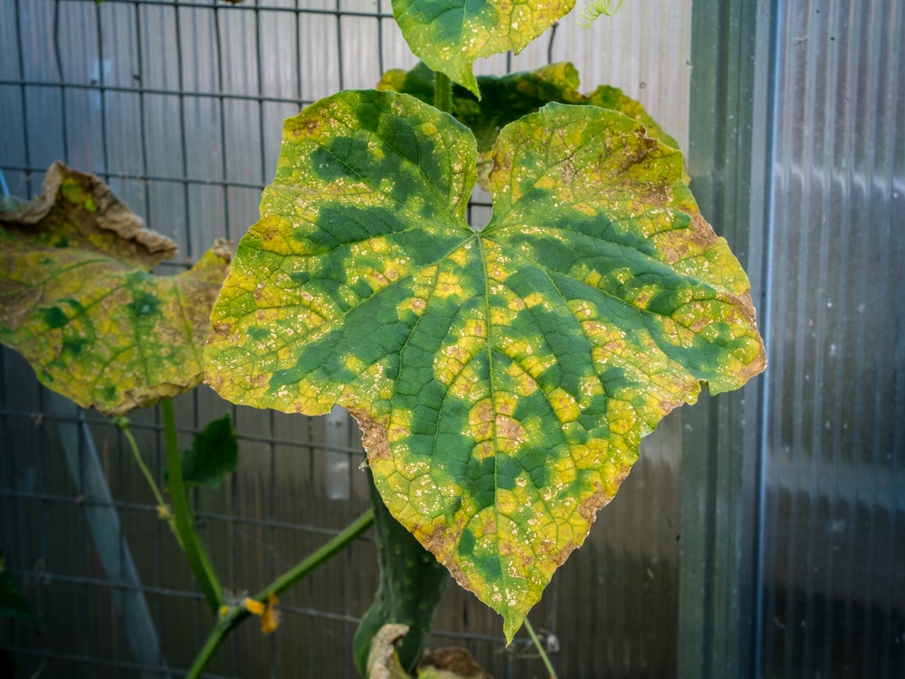 what causes yellow spots on cucumber leaves