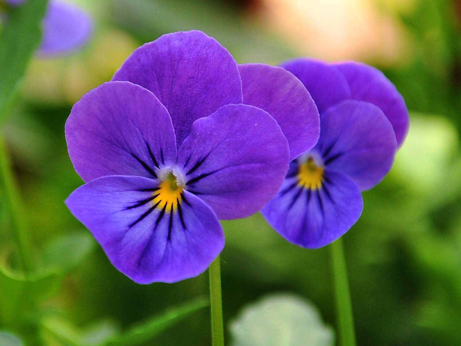 flowers that start with p