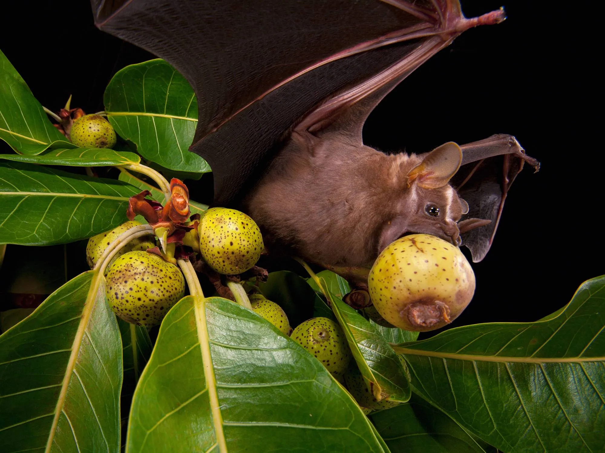 what do bats eat